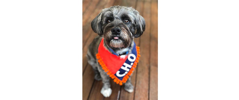 Small dog with grey and black fur wearing a red bandana with orange pom-pom trim and 'C.H.O' printed on it, sitting on a wooden floor.