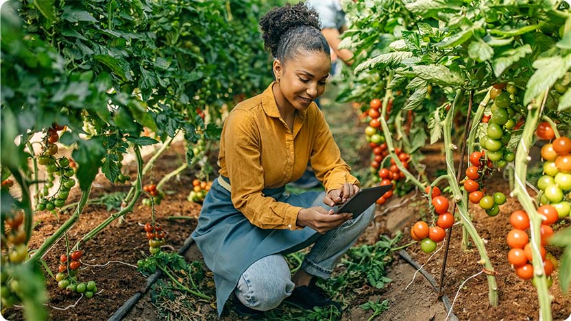 A person is kneeling surrounded by rows of tomato plants. The person is wearing a yellow shirt and blue apron, holding a tablet.